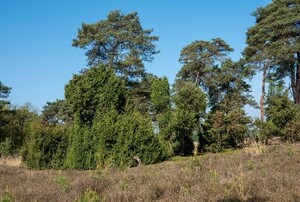 20250829-owd-dag-1