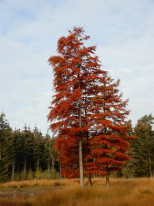 Herfstkleuren