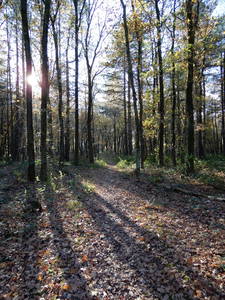 Zie de zon schijnen door de bomen