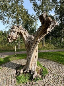 mooie-boom